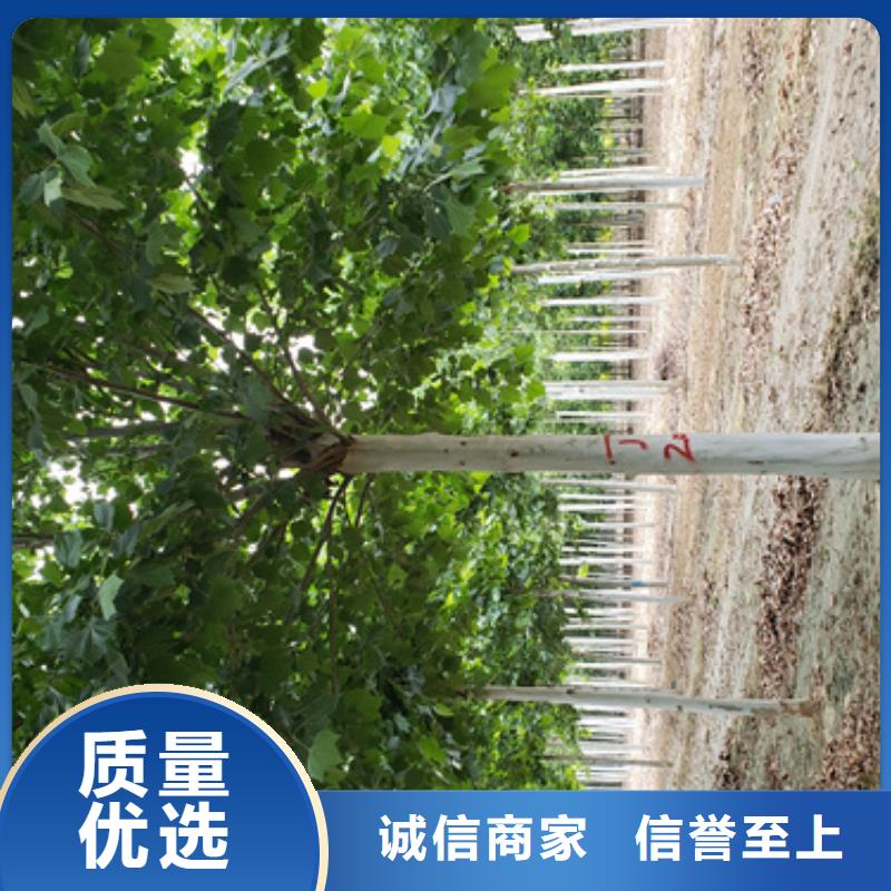 【法桐】,黃金槐專業供貨品質管控豐富的行業經驗