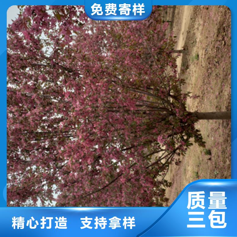 造型法桐批發(fā)價(jià)格自主研發(fā)