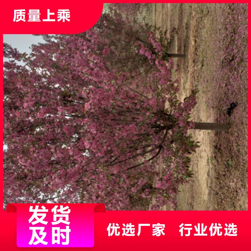 造型法桐造型法桐價格實力廠家直銷