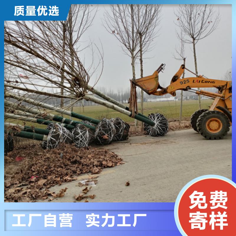 速生法桐現貨供應苗木基地來電咨詢