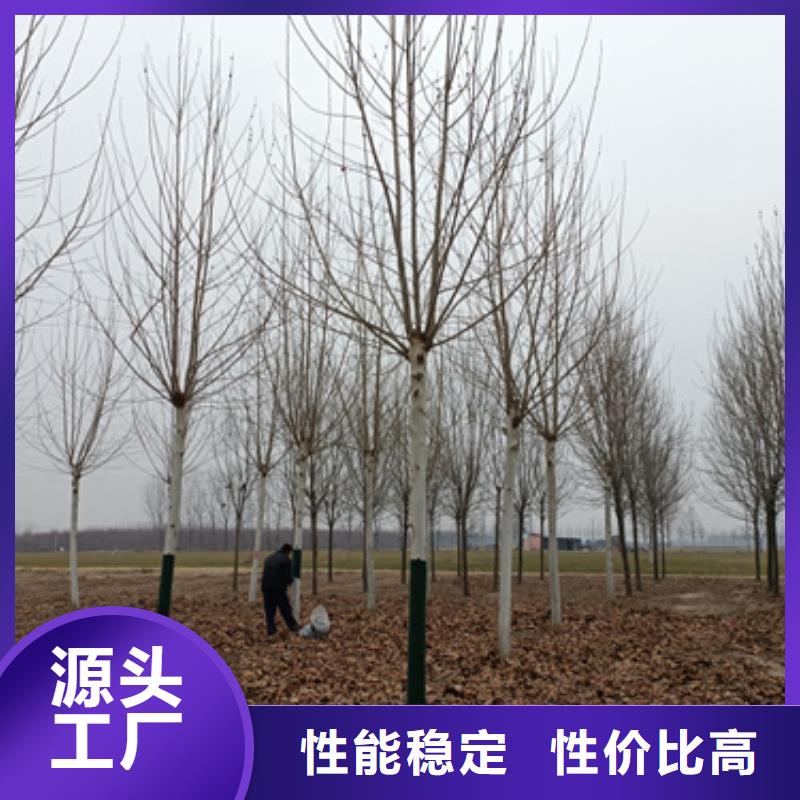 速生法桐現貨供應綠化喬木品種全