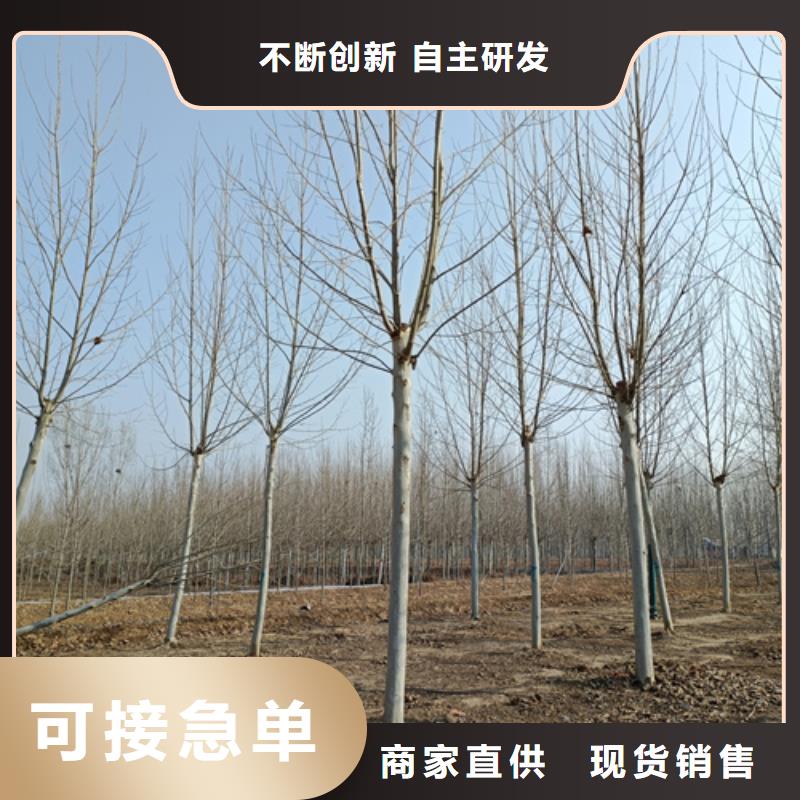 速生法桐廠家發(fā)貨快擁有核心技術(shù)優(yōu)勢(shì)