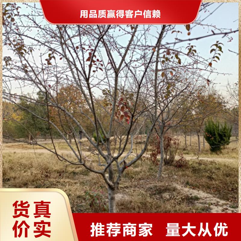 造型法桐制造商滿足您多種采購需求