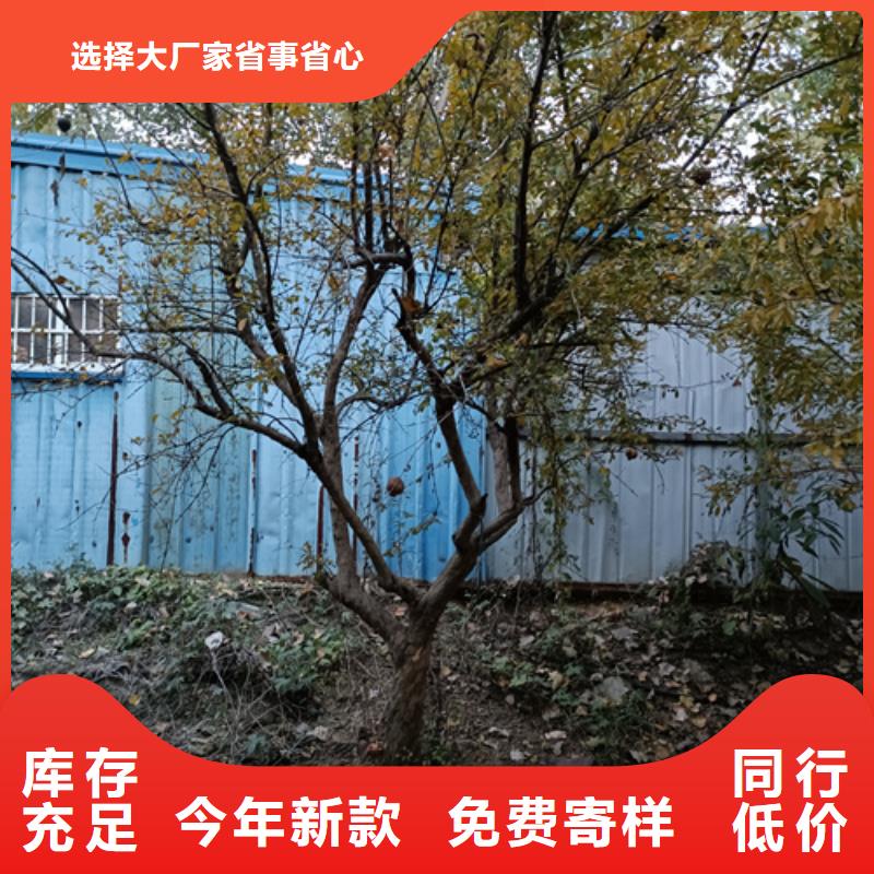 法桐价格优惠苗木基地<当地>制造商