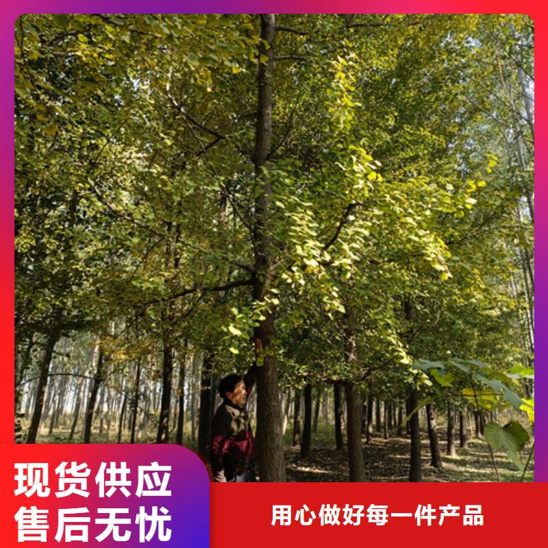法桐價(jià)格現(xiàn)貨直供苗木基地本地公司