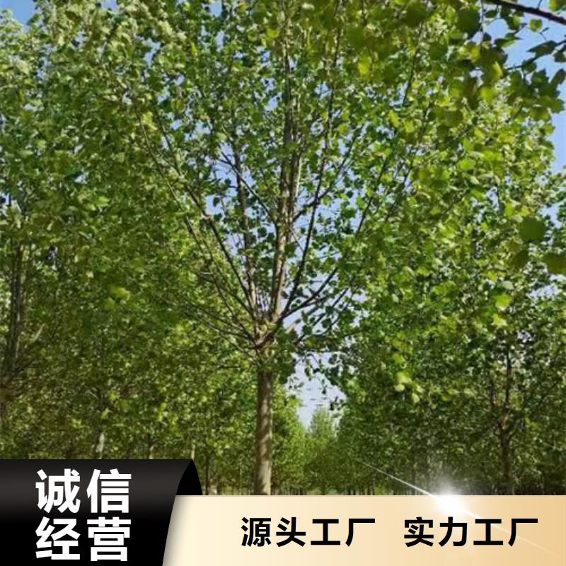 法桐主推產(chǎn)品多年實力廠家