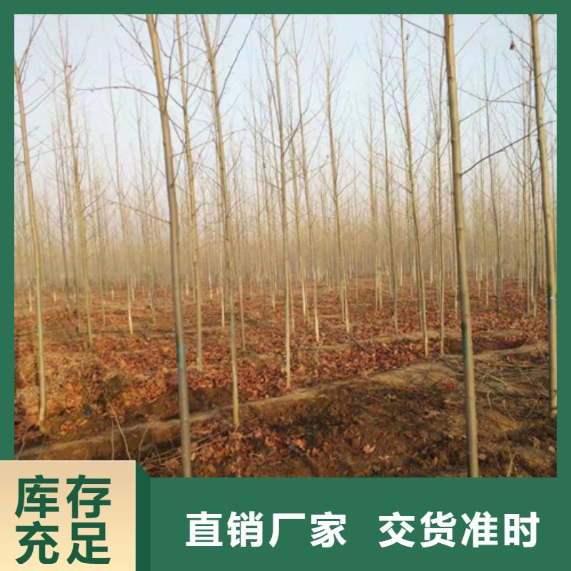 速生法桐廠家，直銷當地生產廠家