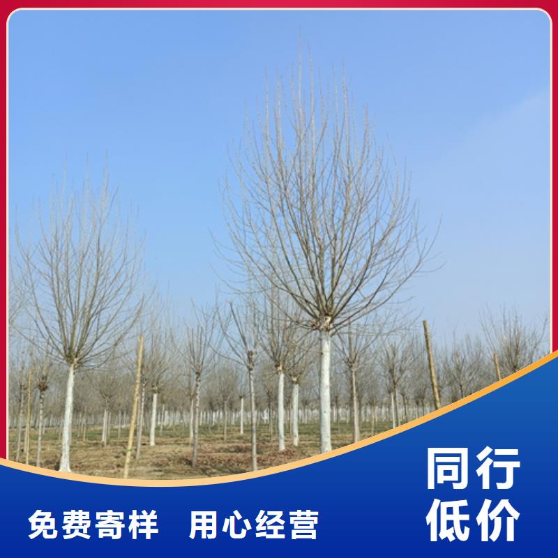 法桐多種規格供您選擇同城貨源