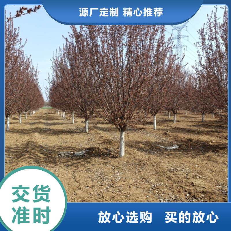 法桐小苗支持非標定制本地服務商