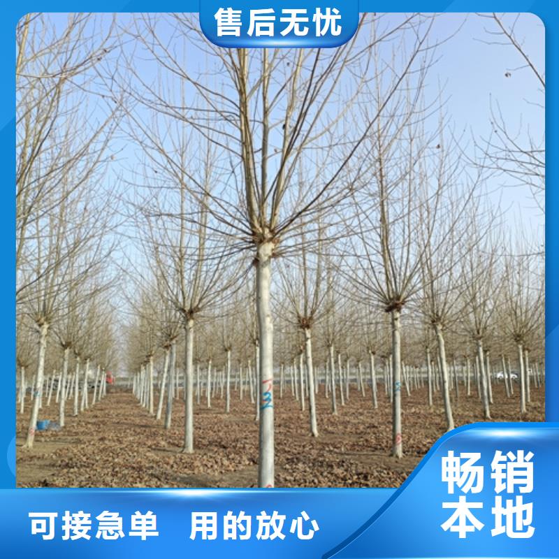 誠信經營造型法桐廠家實力優品