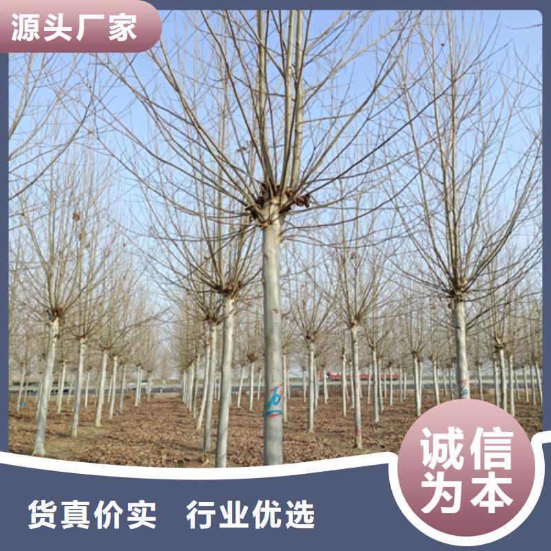 速生法桐廠家【速生法桐吧】物流配送