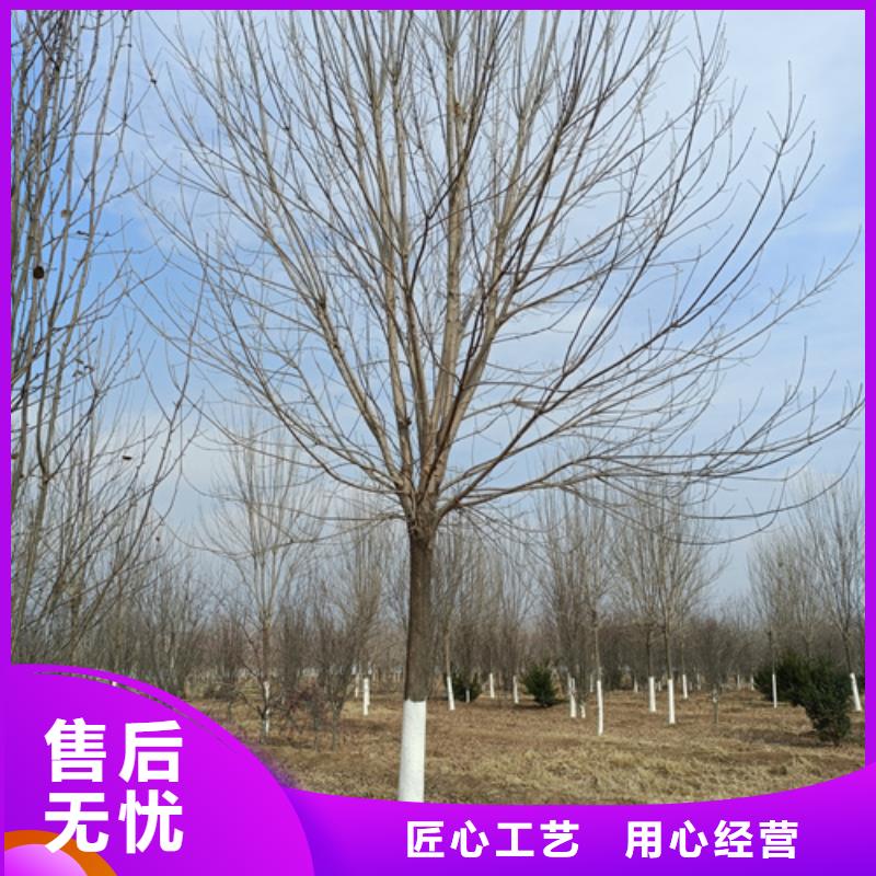 法桐-金葉白蠟買的放心每個細節都嚴格把關