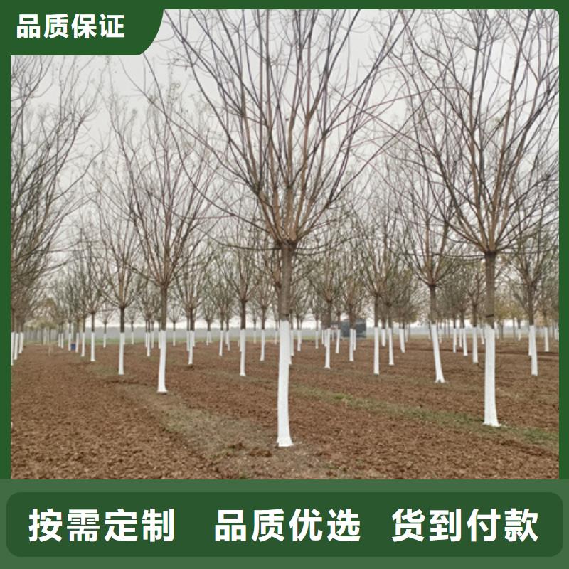 法桐小苗常年批發(fā)追求細(xì)節(jié)品質(zhì)
