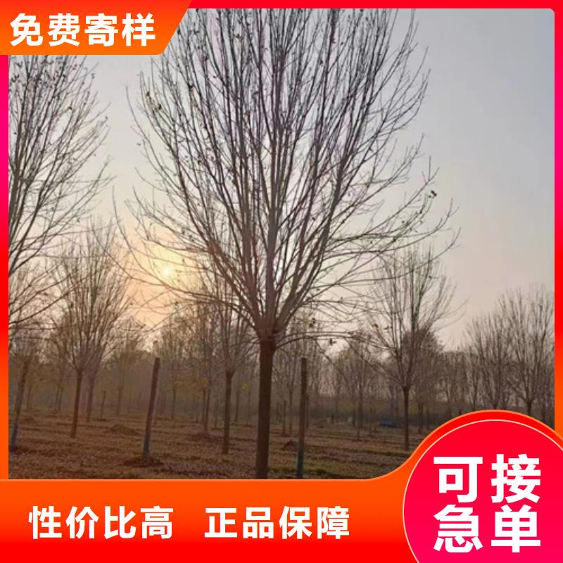 法桐小苗种植基地绿化苗木48小时发货