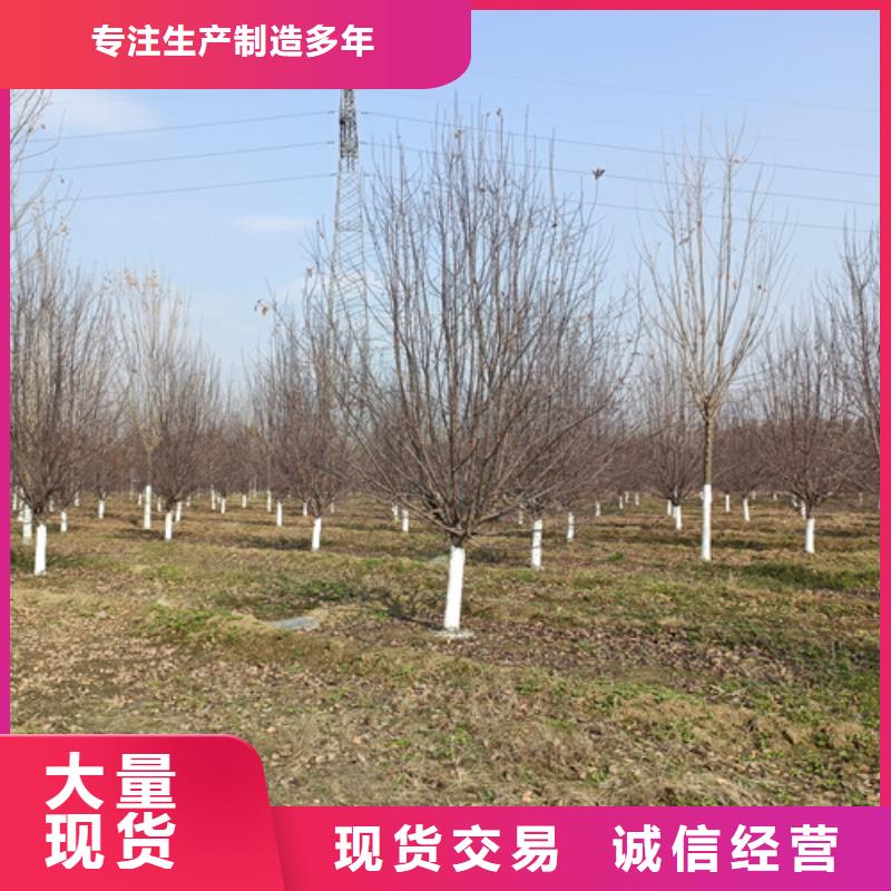 法桐行情產(chǎn)品實(shí)物圖有口皆碑