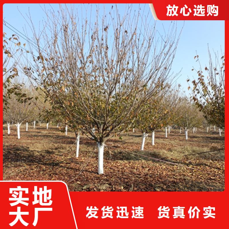 ?法桐垂絲海棠注重細節從廠家買售后有保障
