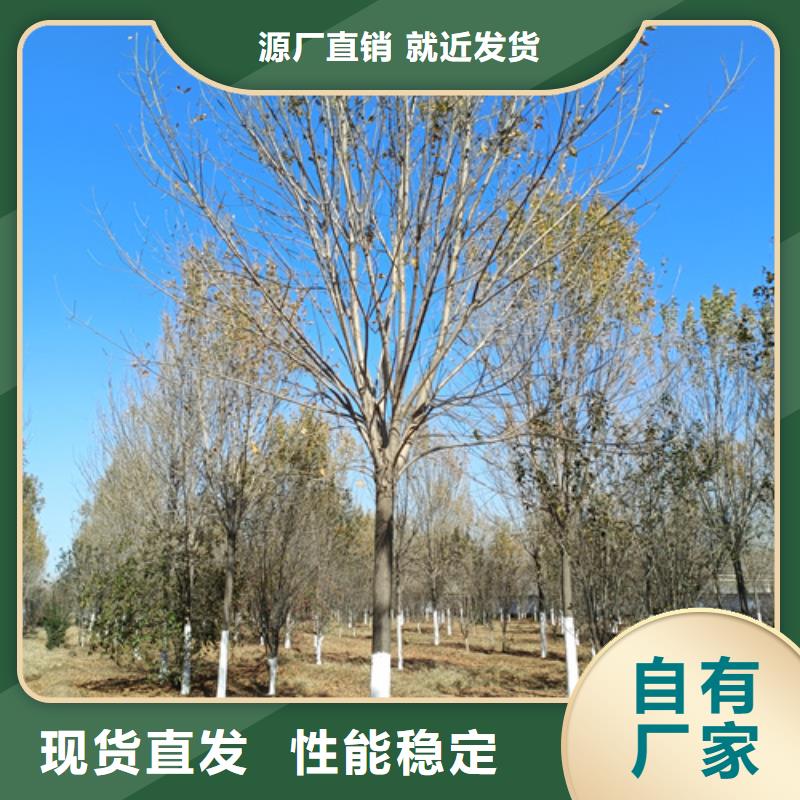 速生法桐老品牌好產品不怕比
