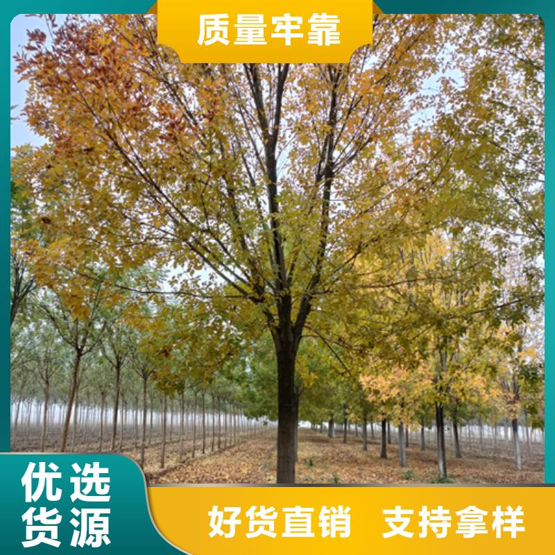 法桐五角楓性能穩定現貨齊全售后無憂
