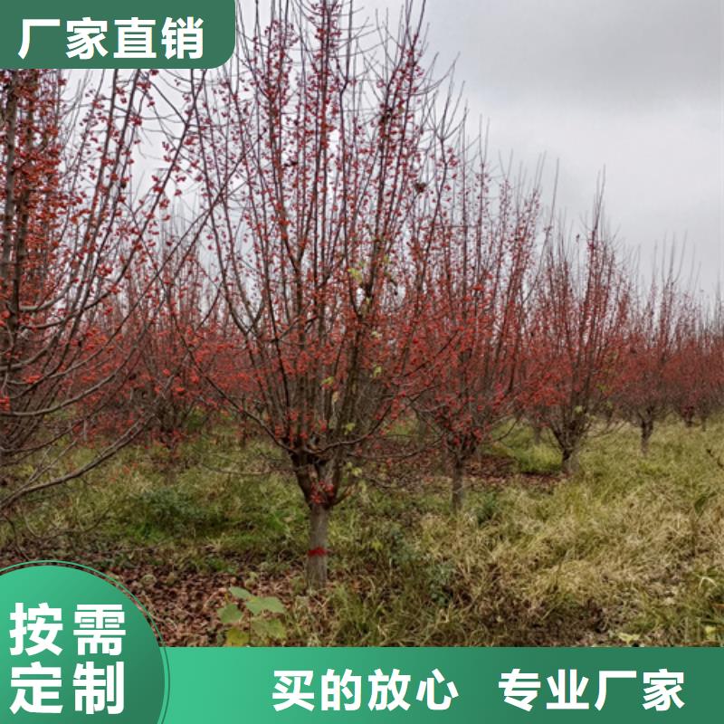 法桐公司地址源廠供貨