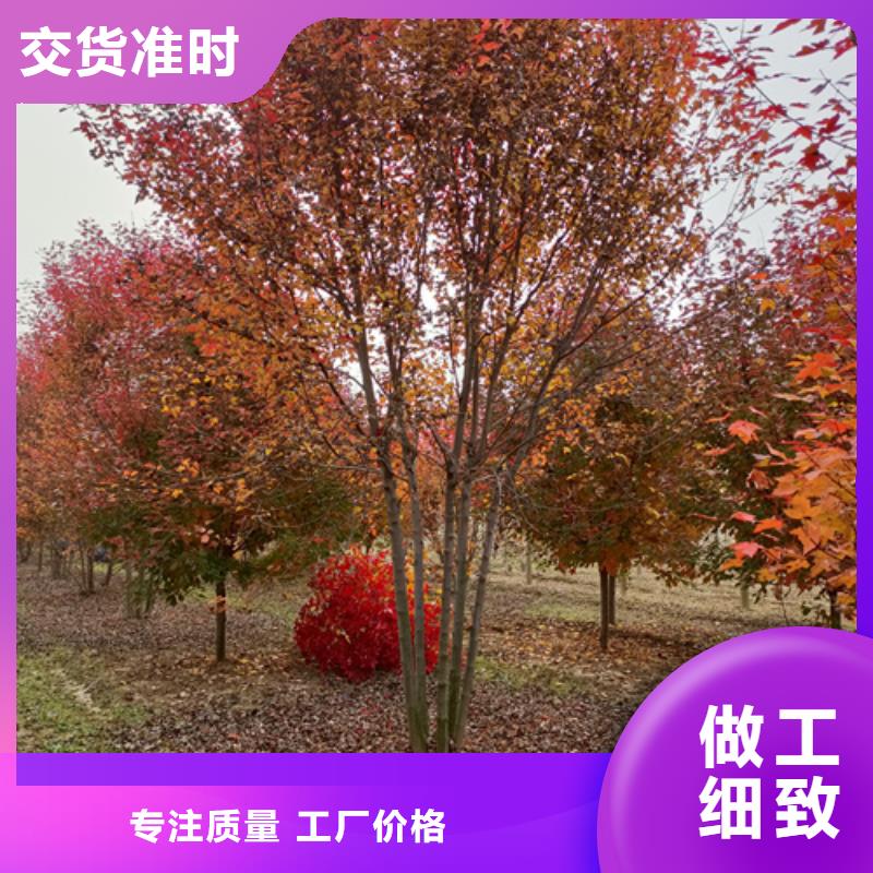 法桐優質源頭廠家源頭采購