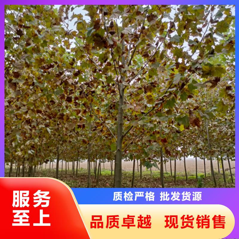 速生法桐-2025廠家熱銷產品同城生產商