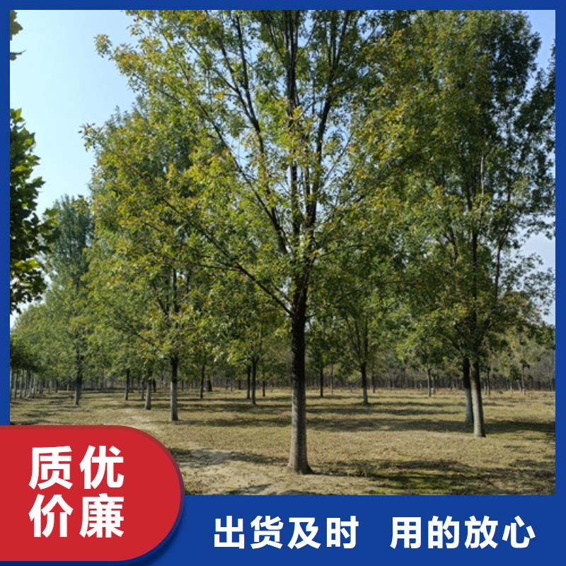 法桐現貨直供苗木基地大廠家實力看得見