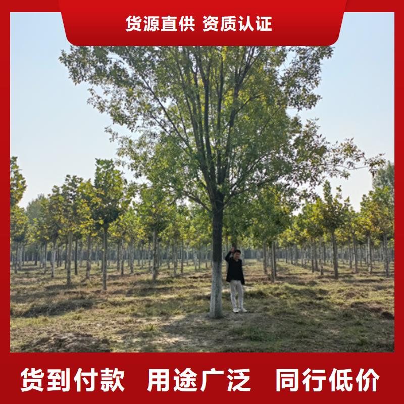 法桐保質保量按需定做