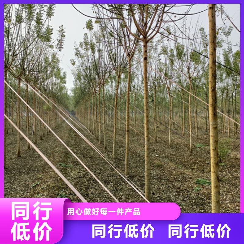 法桐行情、法桐行情廠家-認準翌昊苗木種植基地經銷商