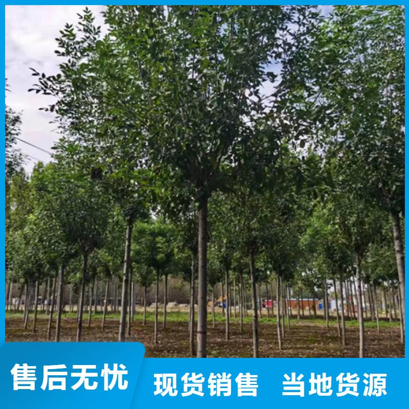 法桐小苗-法桐小苗品質(zhì)保證同城公司