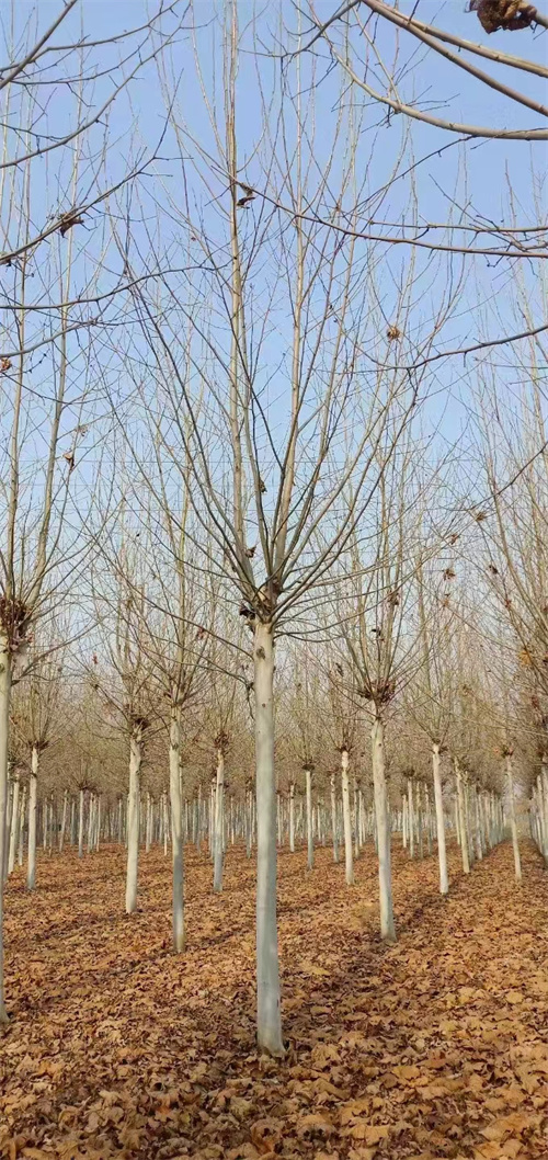 法桐价格种植基地绿化苗木实力才是硬道理