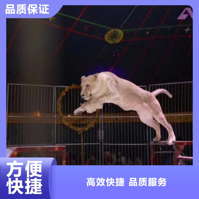 哪有租賃企鵝的活動方案本地生產(chǎn)廠家