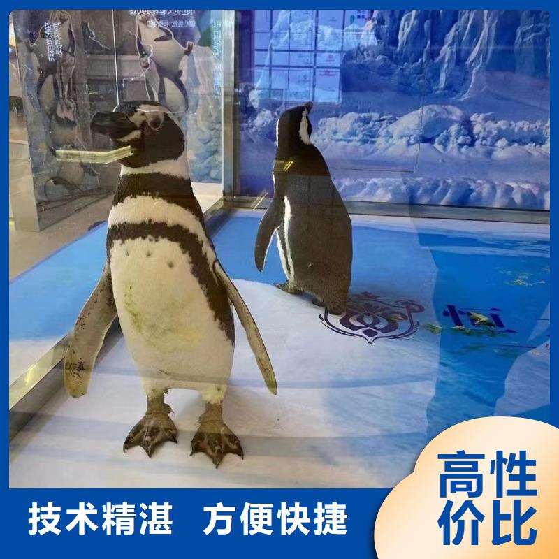 ​海洋主题动物表演-海洋展租赁省钱省时价格美丽