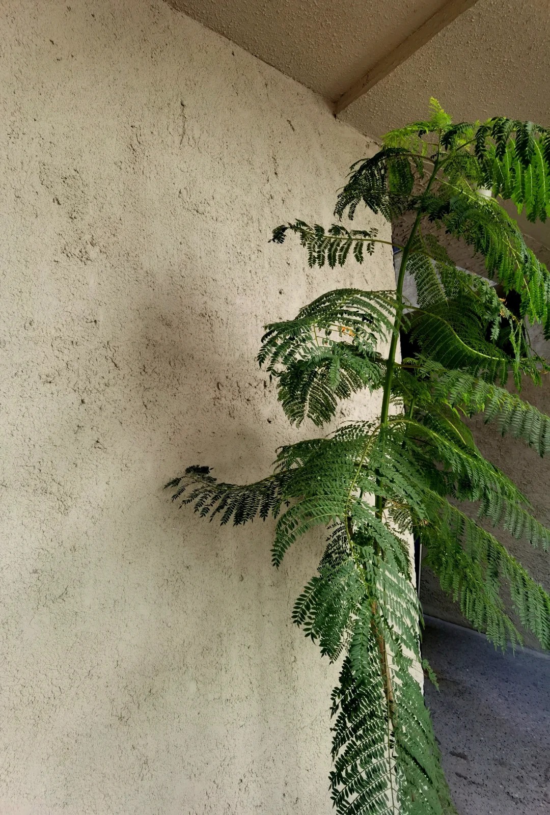 仿夯土稻草泥施工報價