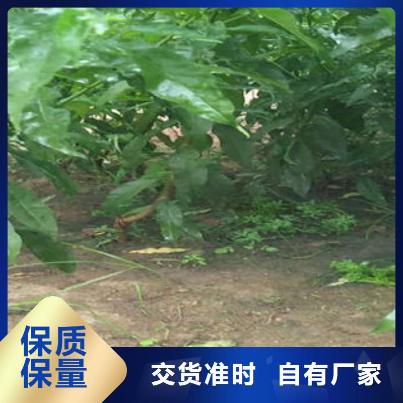 美夏油桃树苗批发基地实力厂商