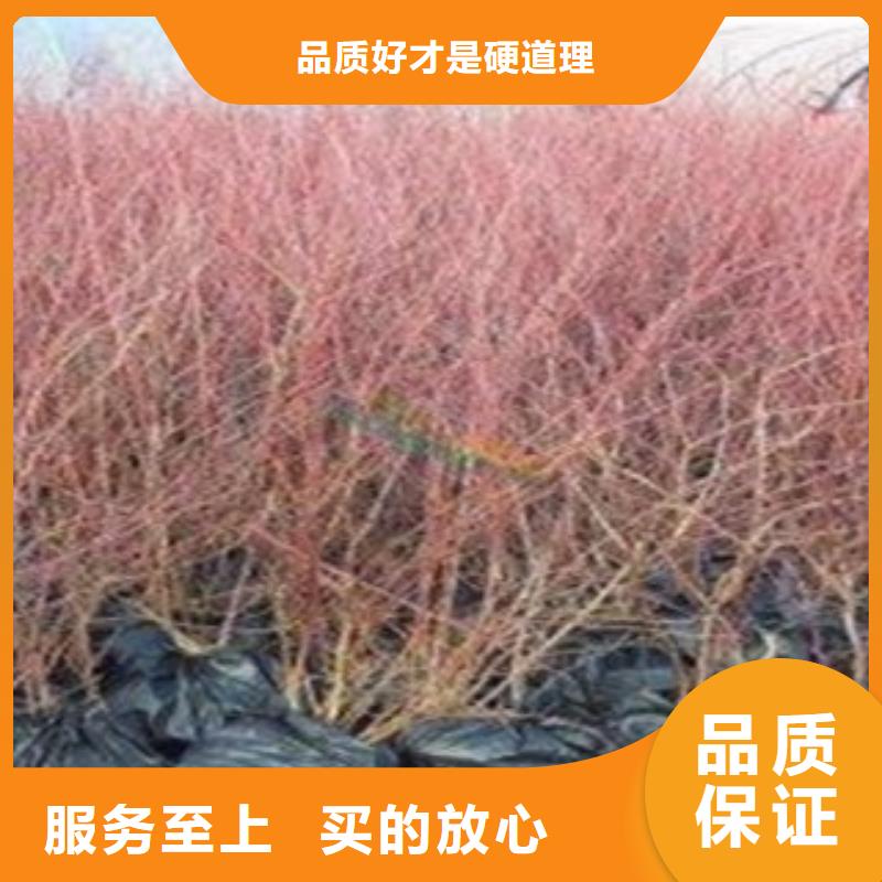 迪克西藍莓樹苗哪里的品種純本地供應商
