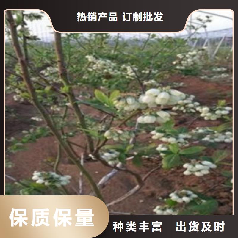 布莱特蓝莓树苗种植方法及时间随心所欲定制