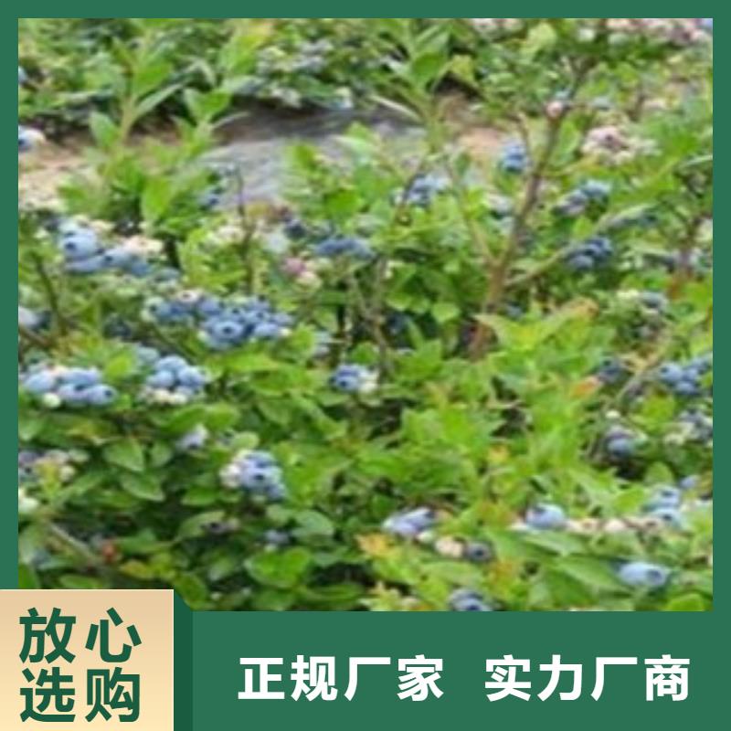 3年生藍莓樹苗種植方法多種規格可選