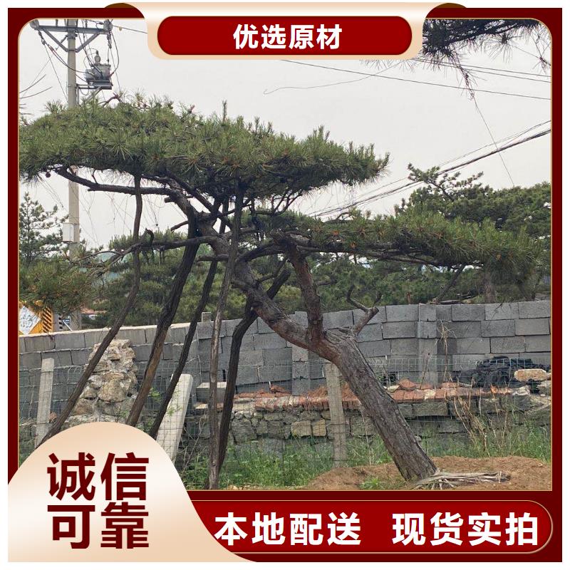 韶關造型迎客松可隨時發貨