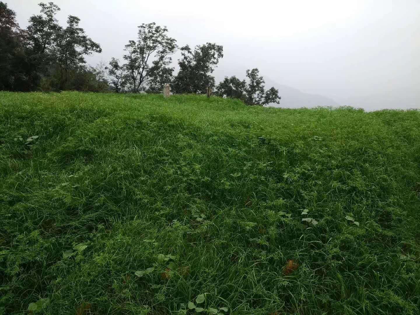 173千瓦客土绿化喷土机陆缸大功率喷播机